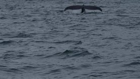 Island - Husavik a okolie