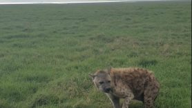 safari